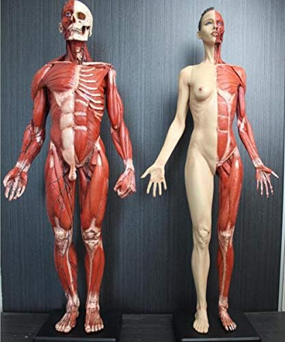 LEMITA Şekil 2 pc İnsan Anatomisi Modeli 60 cm Erkek Kadın Kas Anatomisi İnsan Anatomik Modeli Kemik-PU Malzeme-Doktor Çalışma