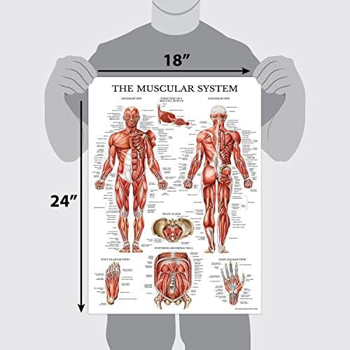 Palace Learning 4'lü Paket-Anatomik Poster Seti - Lamine-Kas, iskelet, Omurilik Sinirleri, Dermatomlar-Anatomi Grafik Seti