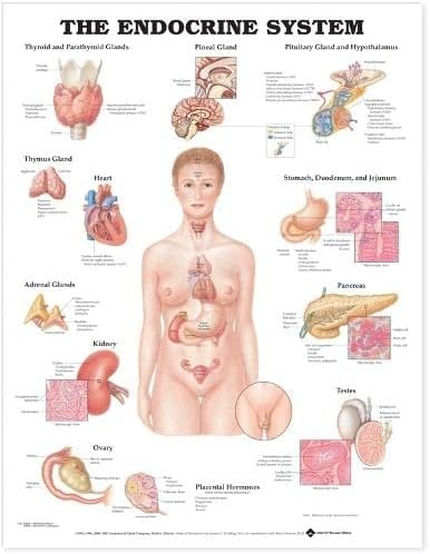 Endokrin Sistem Anatomik Şeması