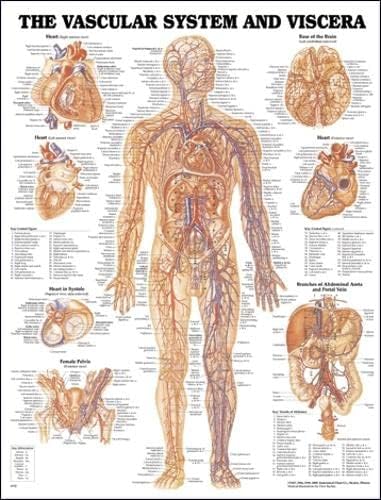 Damar Sistemi ve İç Organların Anatomik Şeması
