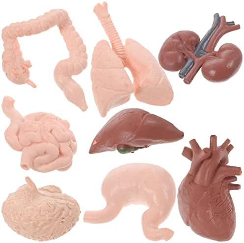SEWACC 8 adet 3D İnsan Torso Anatomisi Modeli Mini Vücut Parçaları Çalışma Araçları Anatomi ve Fizyoloji Öğrencileri