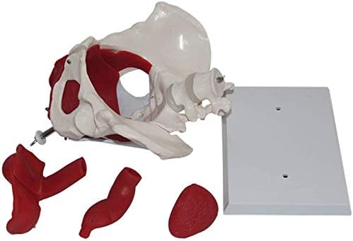 YUESFZ Organ Modeli Kadın Pelvis iskelet modeli-Anatomik Model-Pelvik Taban Kasları ile Yaşam Boyu Kadın Pelvis Modeli Renkli