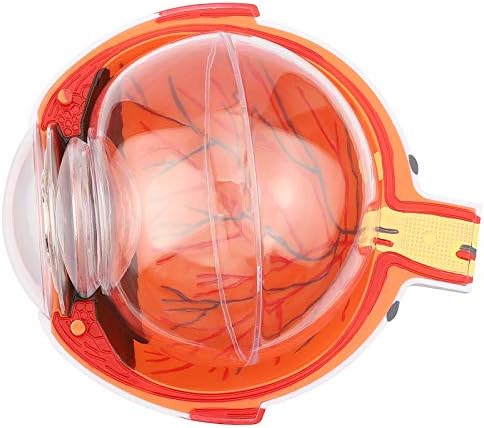 CRGL İnsan Dev Göz Modeli, 6X Büyütülmüş Göz Küresi Anatomisi, Tıbbi Öğretim Gösteri, 7 Parça Göz Yapısı Modeli, içerir Çıkarılabilir